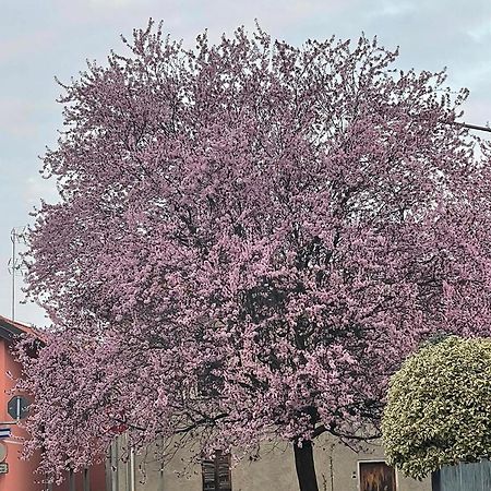 Apartament Residenza Il Ciliegio Buscate Zewnętrze zdjęcie